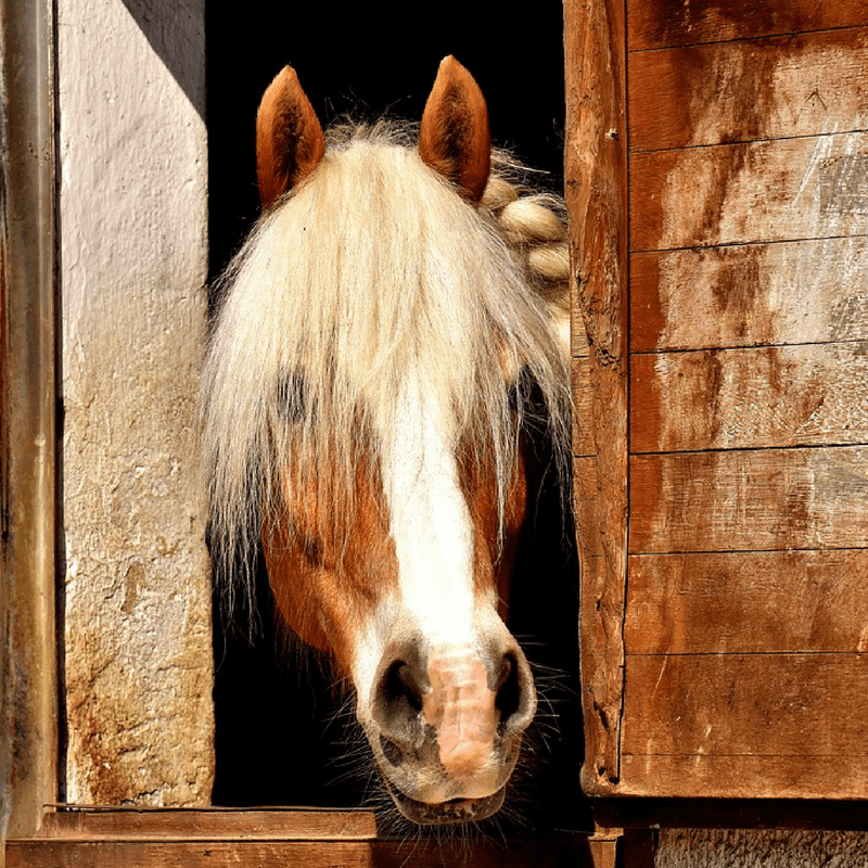Gift Card - West Coast Cowgirl