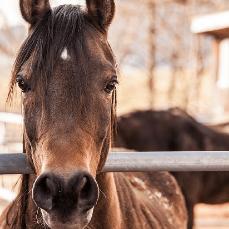 Gift Card - West Coast Cowgirl