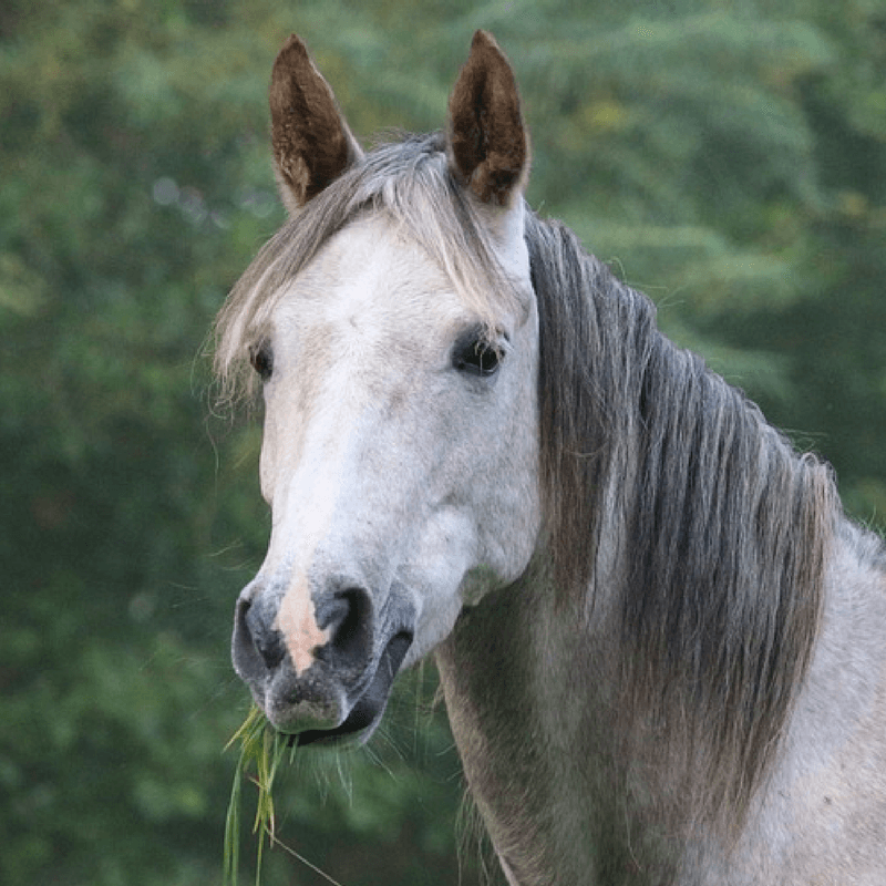 Gift Card - West Coast Cowgirl